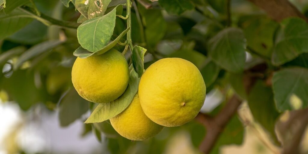 lemon g1a7cedf41 1280 resize 1